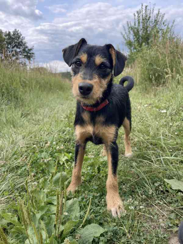 BLACKIE - štěňátko, fenečka 4,5 měsíce  - foto 2