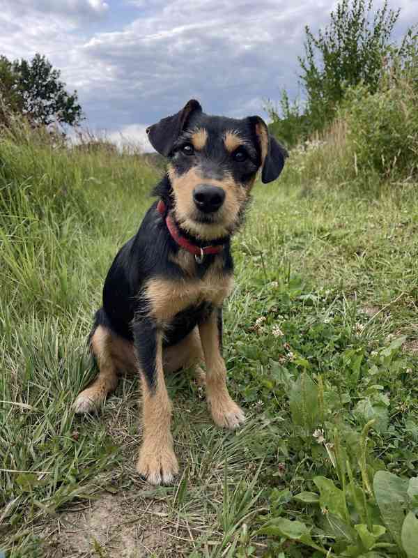 BLACKIE - štěňátko, fenečka 4,5 měsíce  - foto 3