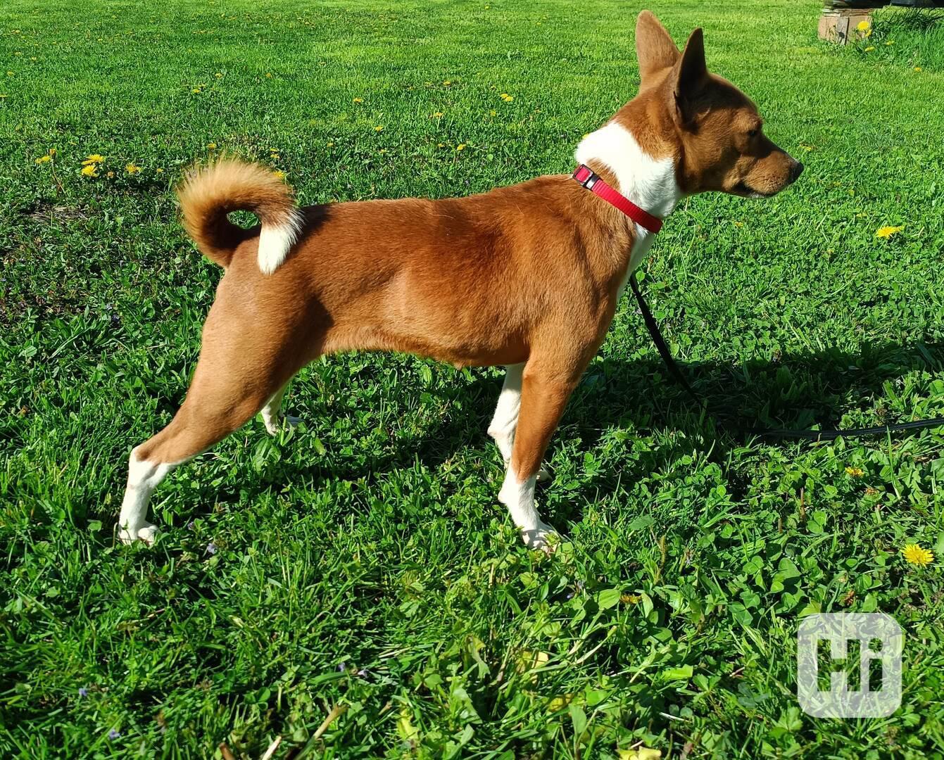 Basenji - prodám fenku  - foto 1