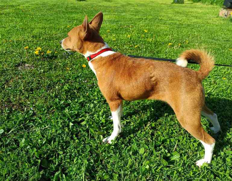 Basenji - prodám fenku  - foto 2