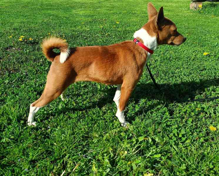 Basenji - prodám fenku - foto 1