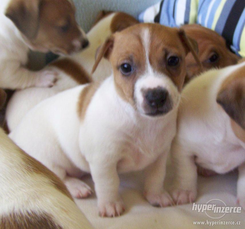 Jack Russell Terier - Stene - foto 1
