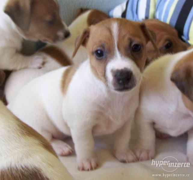 Jack Russell Terier - Stene - foto 1