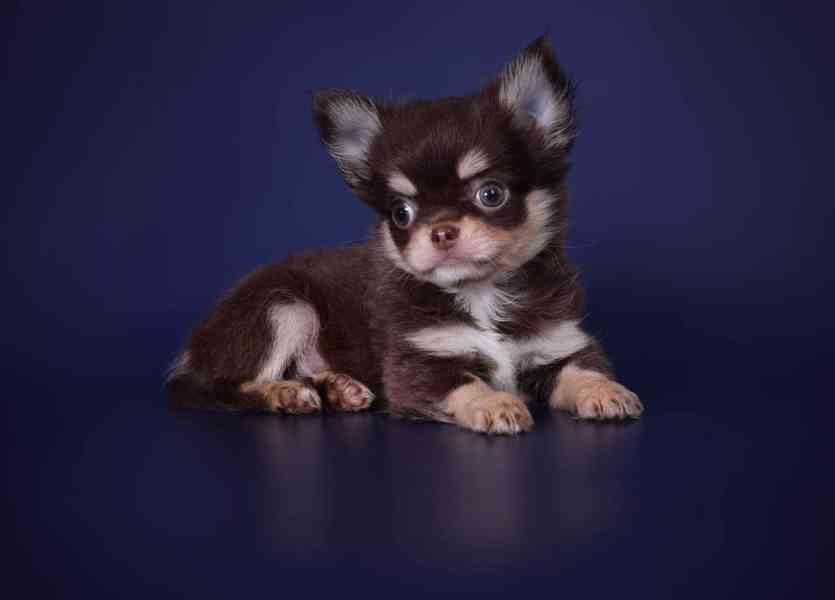 🐾 Roztomilé štěňátko čivavy hledá milující domov 🐾 - foto 3