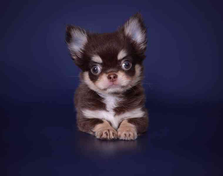 🐾 Roztomilé štěňátko čivavy hledá milující domov 🐾 - foto 2