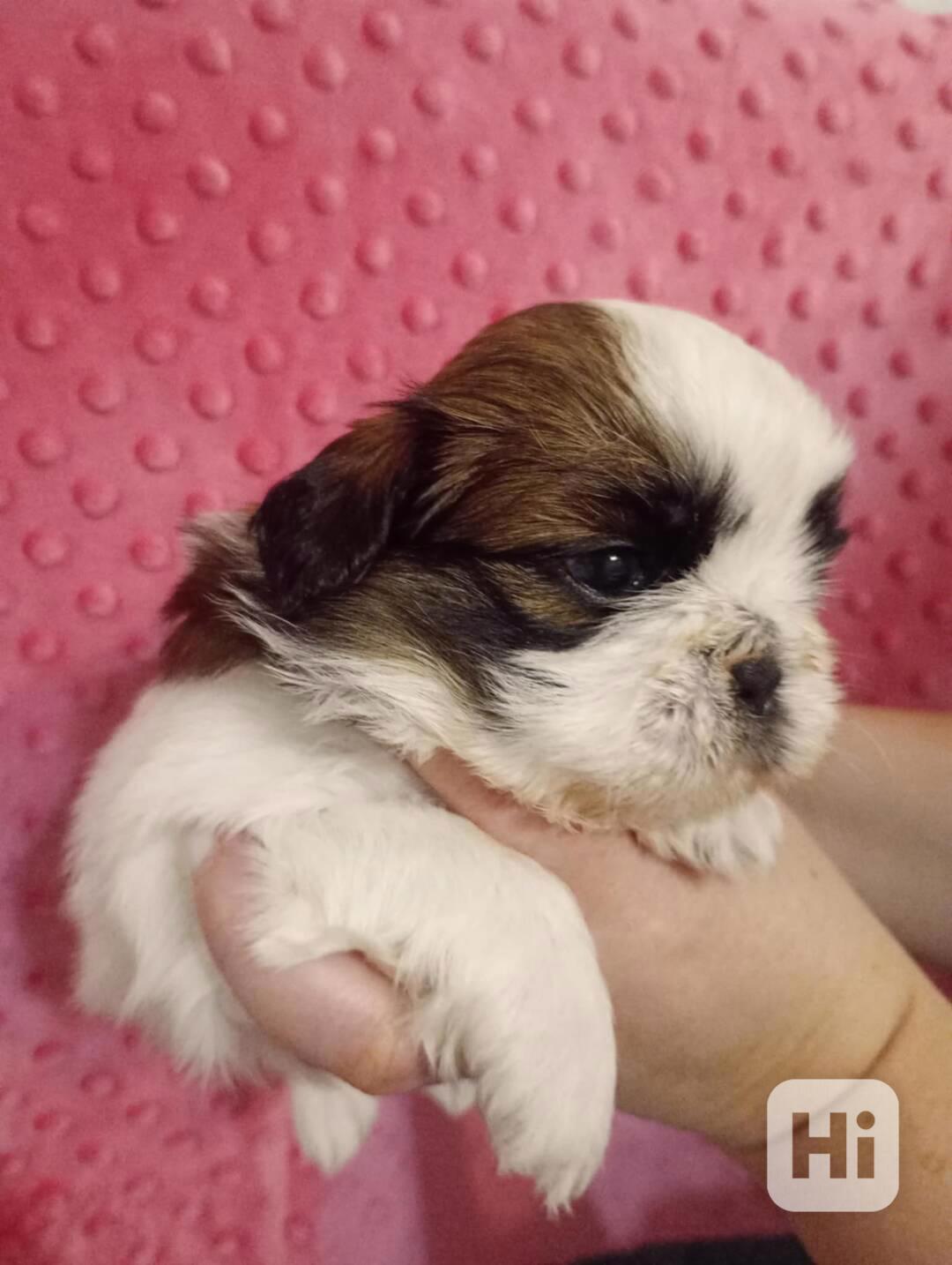 štěně Shih-tzu - foto 1