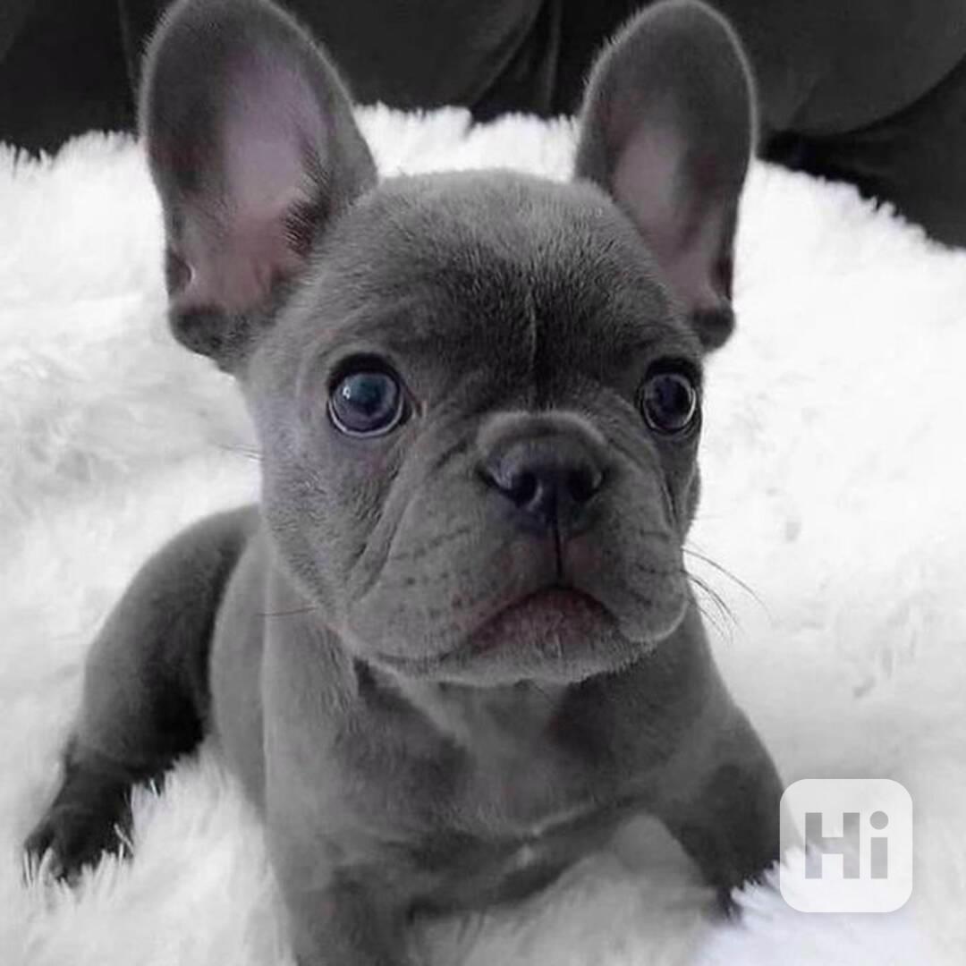 Francouzský buldoček - foto 1