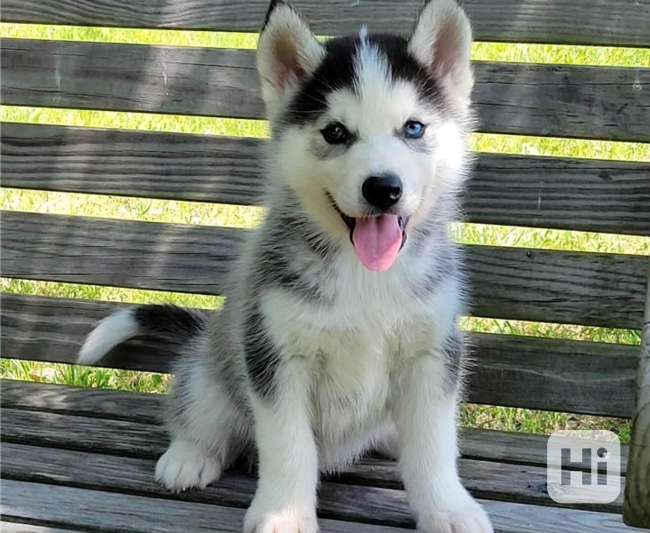 Gorgeous Siberian husky puppies - foto 1