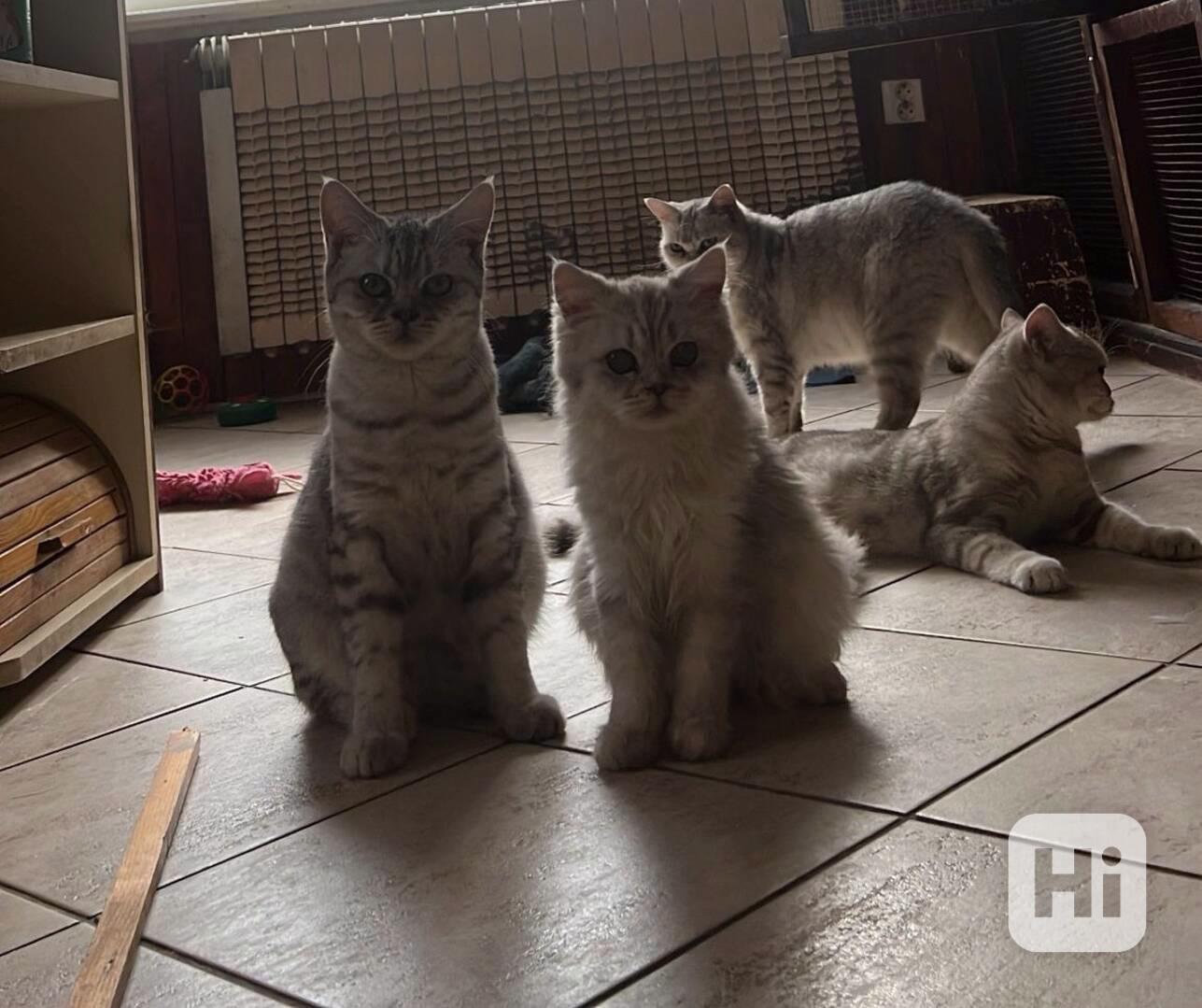 Britská koťata - foto 1