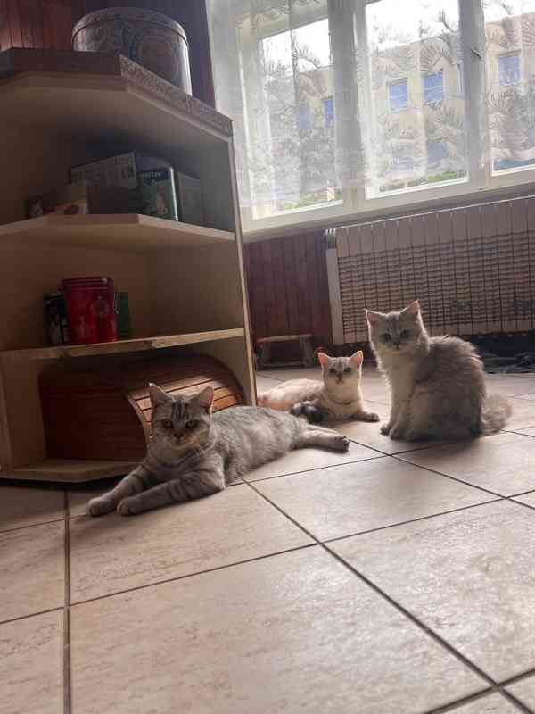 Britská koťata - foto 2