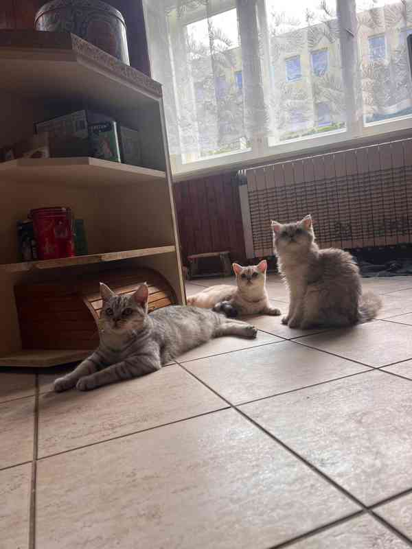 Britská koťata - foto 3