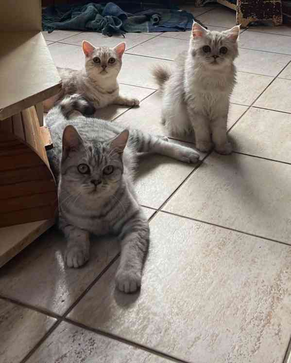 Britská koťata - foto 4