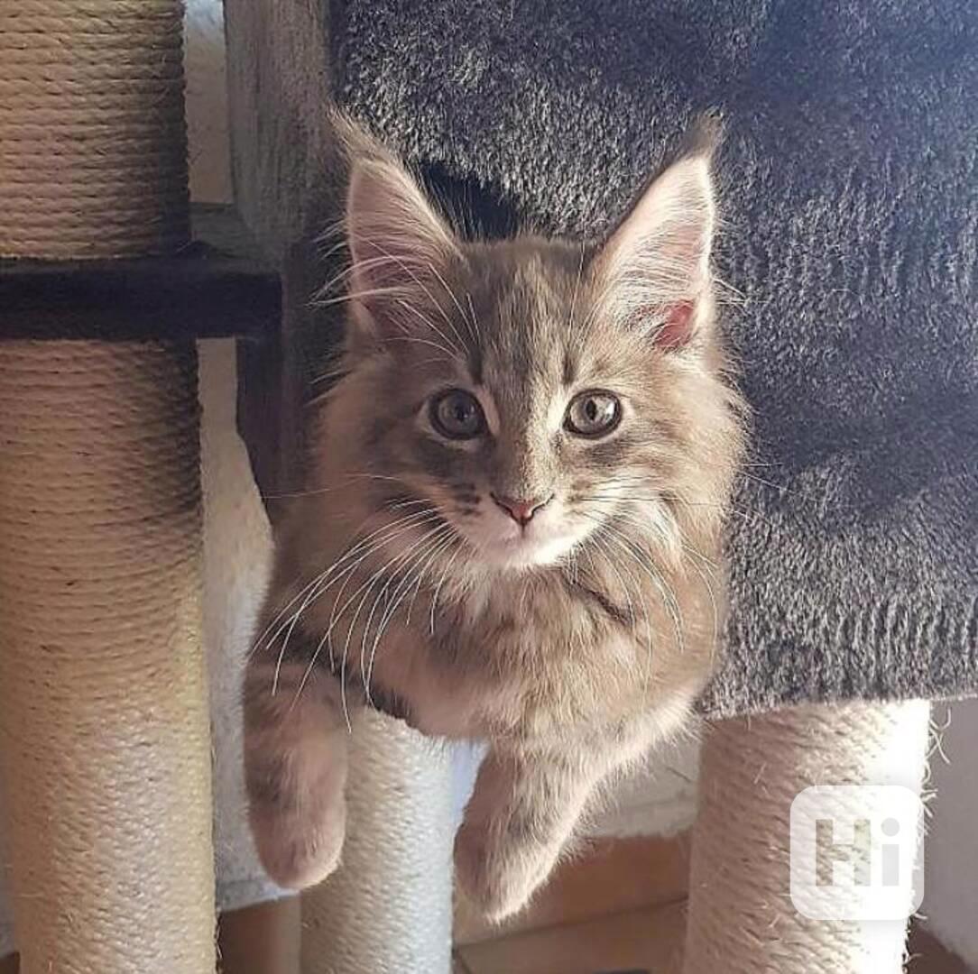 Hledá se nový domov - foto 1