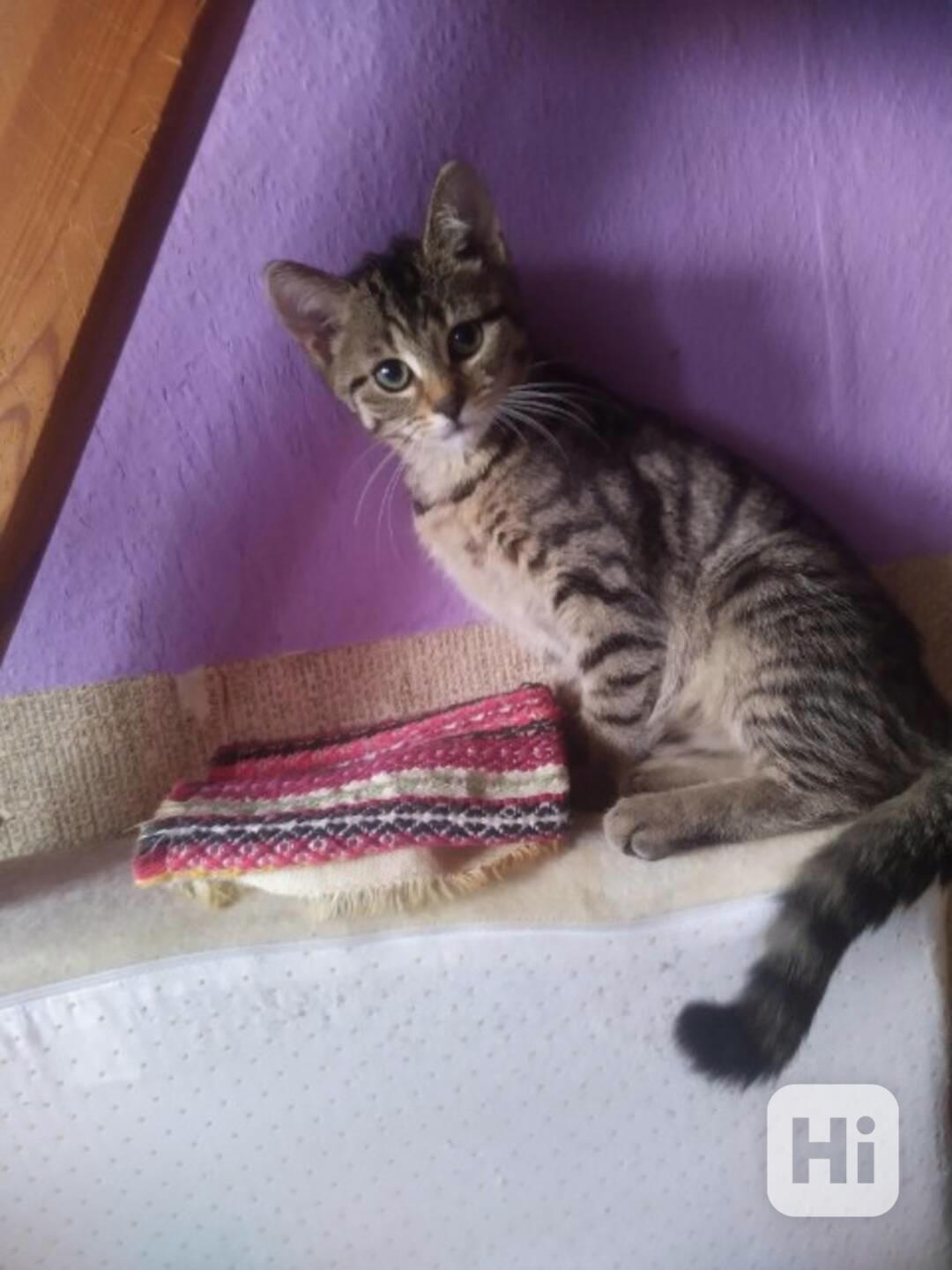 Světlá mazlivá, hravá 4měsíční mourinka Jahůdka - foto 1