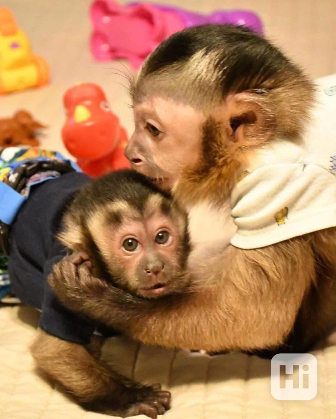  Socializovaný kapucínský přítel - foto 1