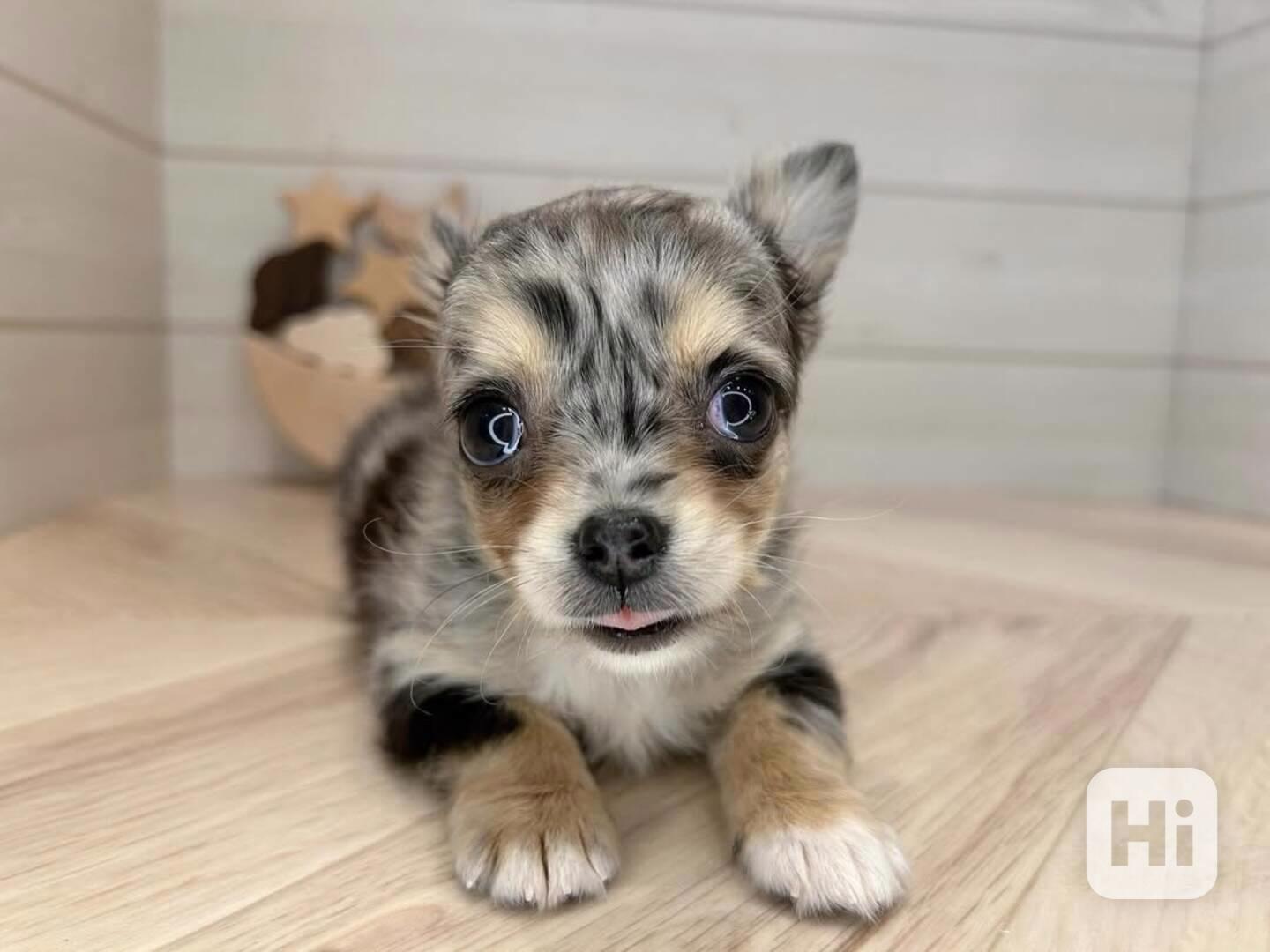 Štěně čivavy k adopci - foto 1