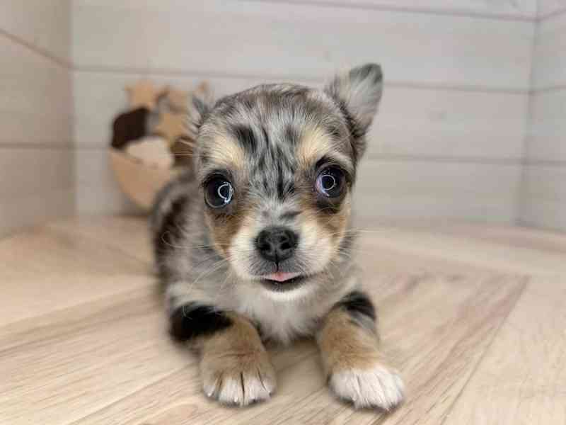 Štěně čivavy k adopci - foto 1