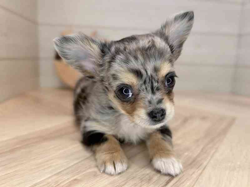 Štěně čivavy k adopci - foto 2