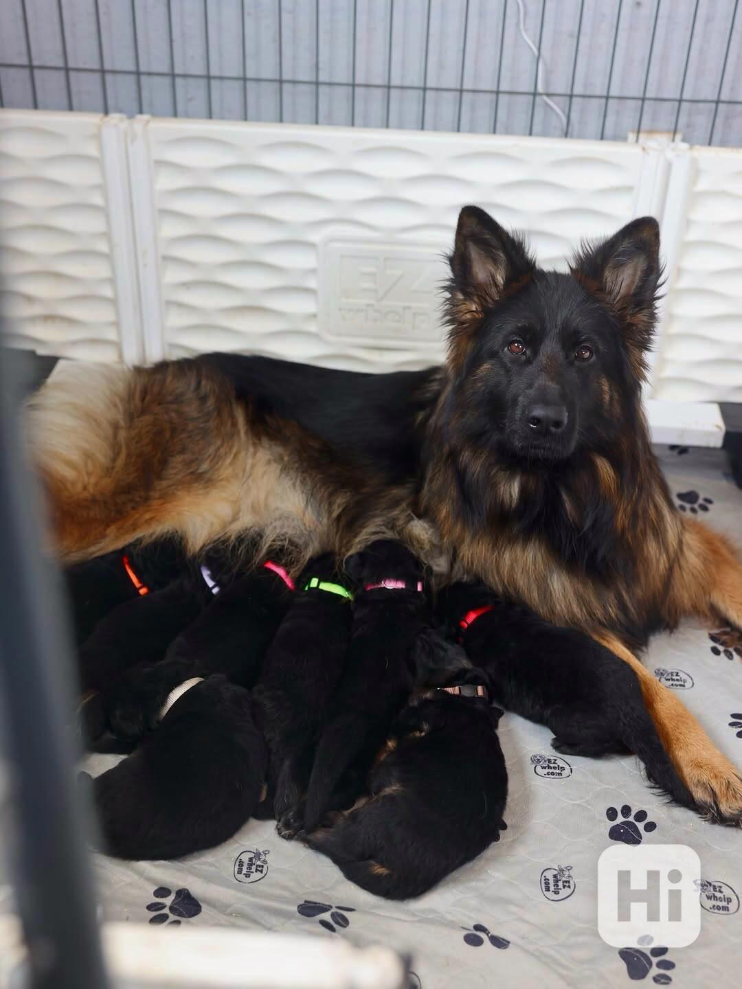 German shepherd  - foto 1
