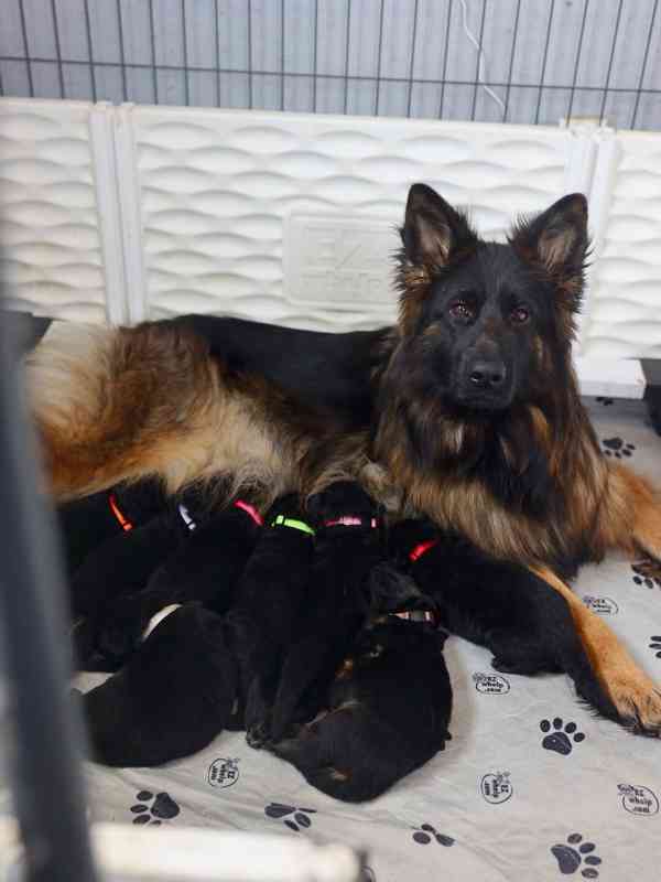 German shepherd 