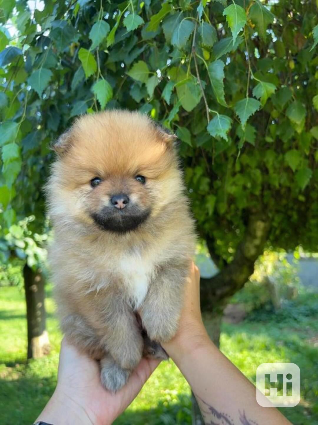 POMERANIAN - foto 1