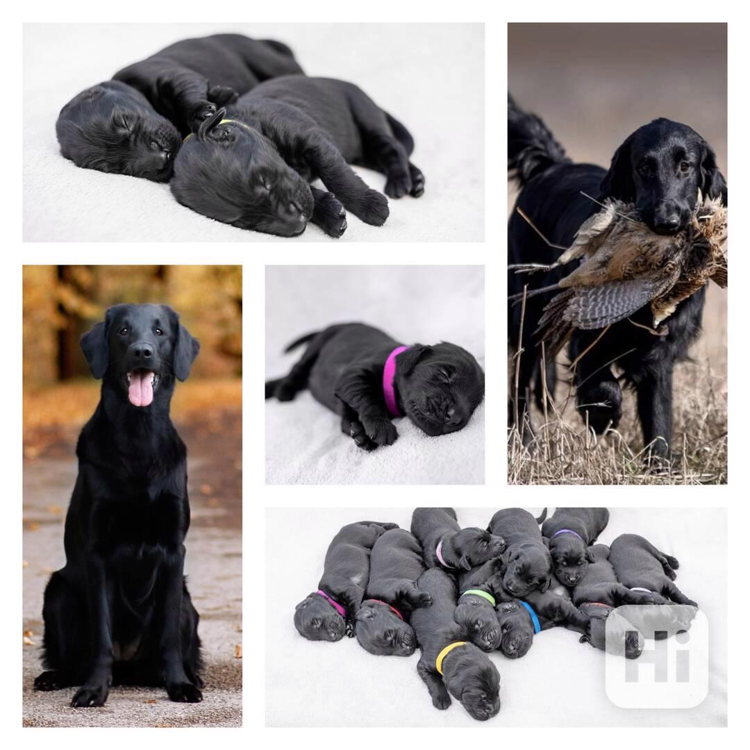 Flat Coated Retriever - nádherná štěňátka s PP k zadání - foto 1