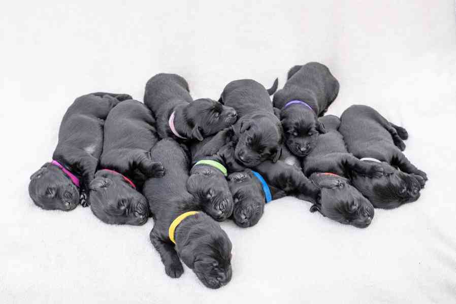 Flat Coated Retriever - nádherná štěňátka s PP k zadání - foto 16