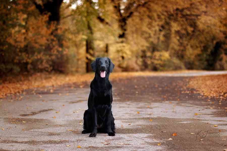 Flat Coated Retriever - nádherná štěňátka s PP k zadání - foto 5