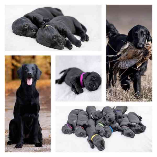 Flat Coated Retriever - nádherná štěňátka s PP k zadání - foto 1