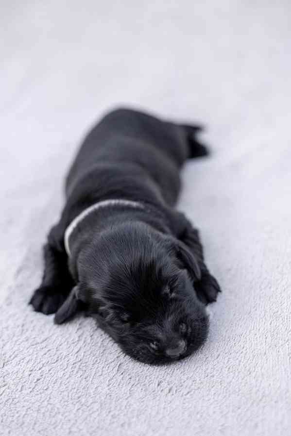 Flat Coated Retriever - nádherná štěňátka s PP k zadání - foto 19