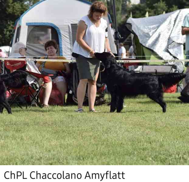 Flat Coated Retriever - nádherná štěňátka s PP k zadání - foto 11