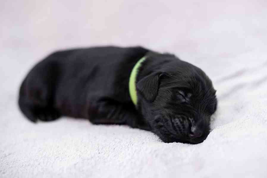 Flat Coated Retriever - nádherná štěňátka s PP k zadání - foto 24