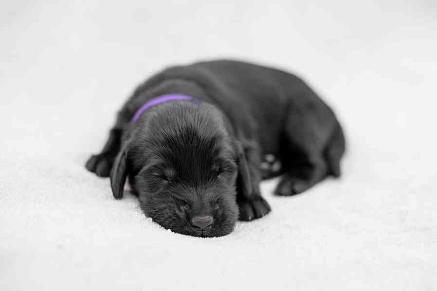 Flat Coated Retriever - nádherná štěňátka s PP k zadání - foto 20