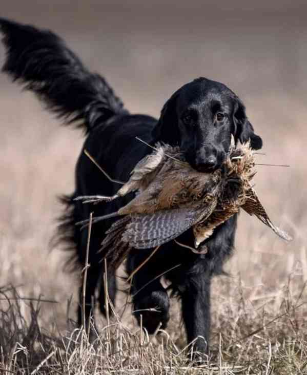 Flat Coated Retriever - nádherná štěňátka s PP k zadání - foto 10