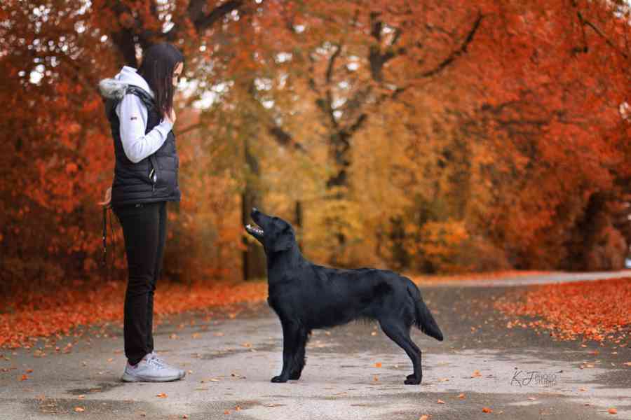 Flat Coated Retriever - nádherná štěňátka s PP k zadání - foto 6