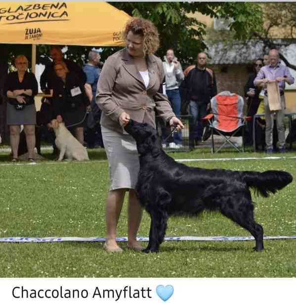 Flat Coated Retriever - nádherná štěňátka s PP k zadání - foto 9