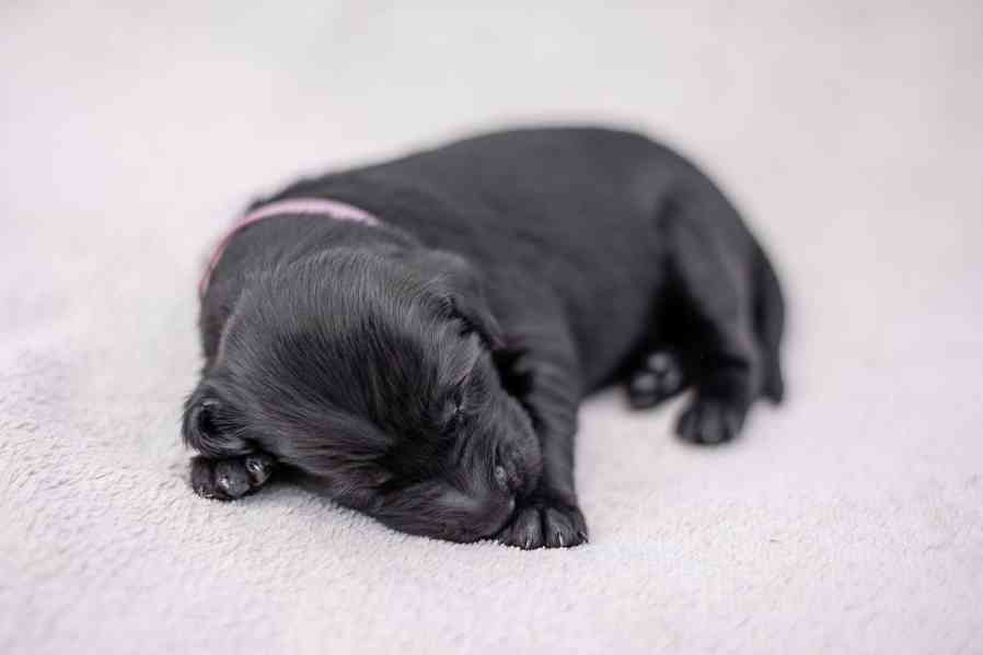 Flat Coated Retriever - nádherná štěňátka s PP k zadání - foto 18