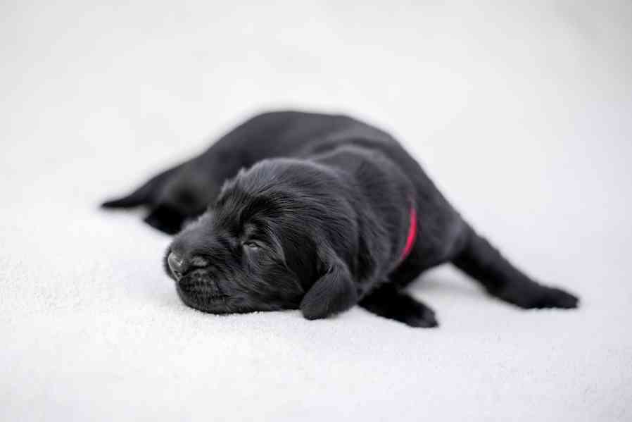 Flat Coated Retriever - nádherná štěňátka s PP k zadání - foto 26