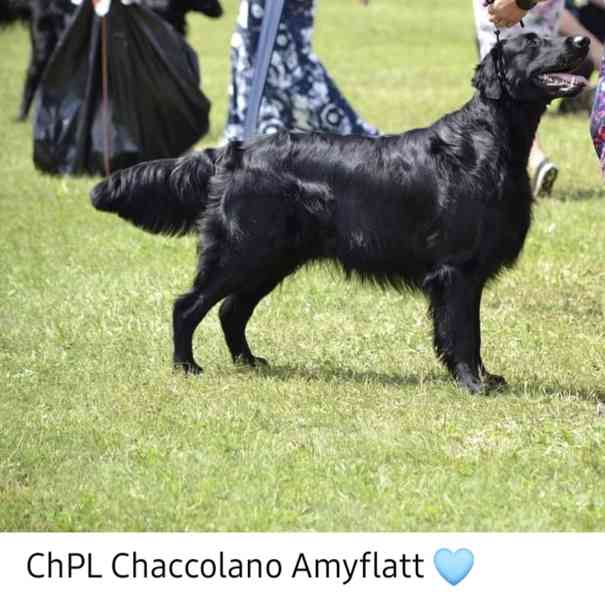 Flat Coated Retriever - nádherná štěňátka s PP k zadání - foto 12