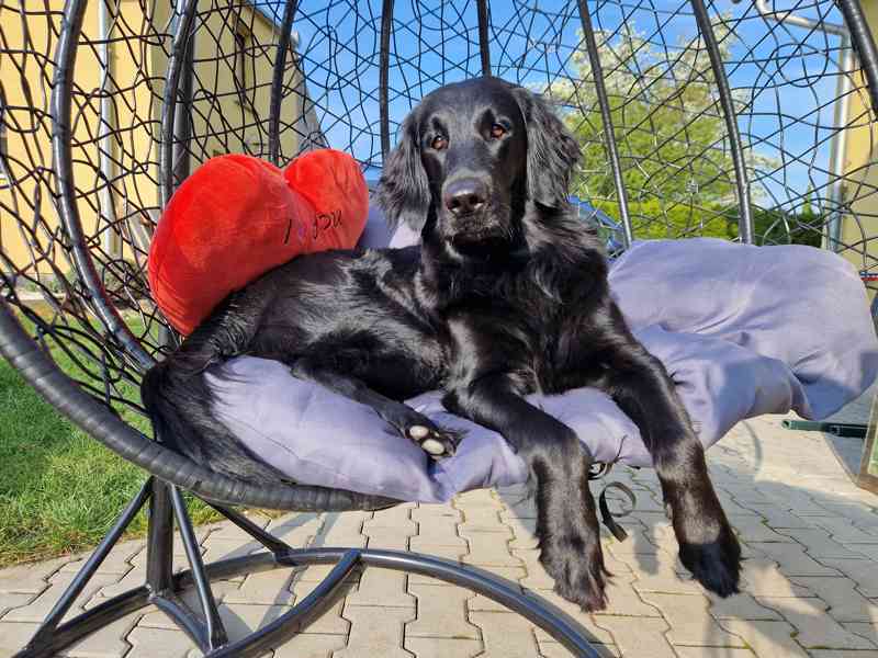 Flat Coated Retriever - nádherná štěňátka s PP k zadání - foto 4