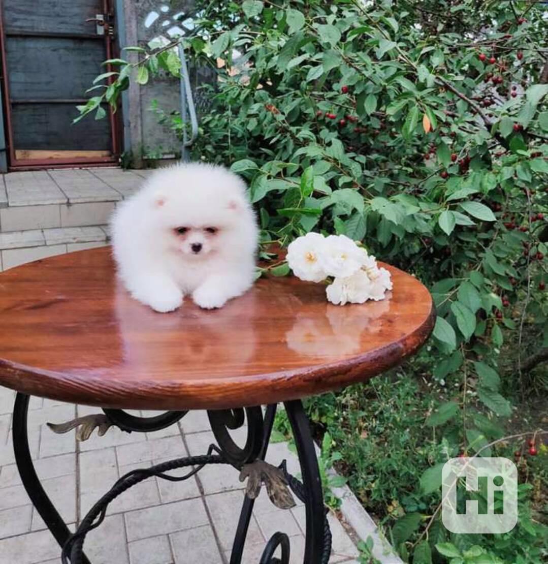 Pomeranian mini velikost s PP FCI - foto 1