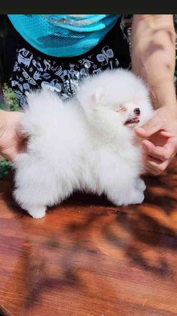 Pomeranian mini velikost s PP FCI - foto 3