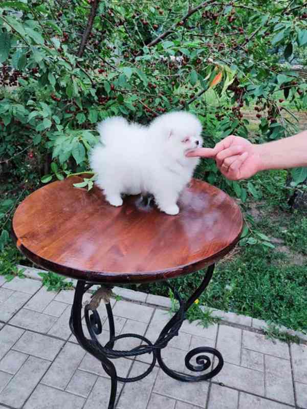 Pomeranian mini velikost s PP FCI - foto 2