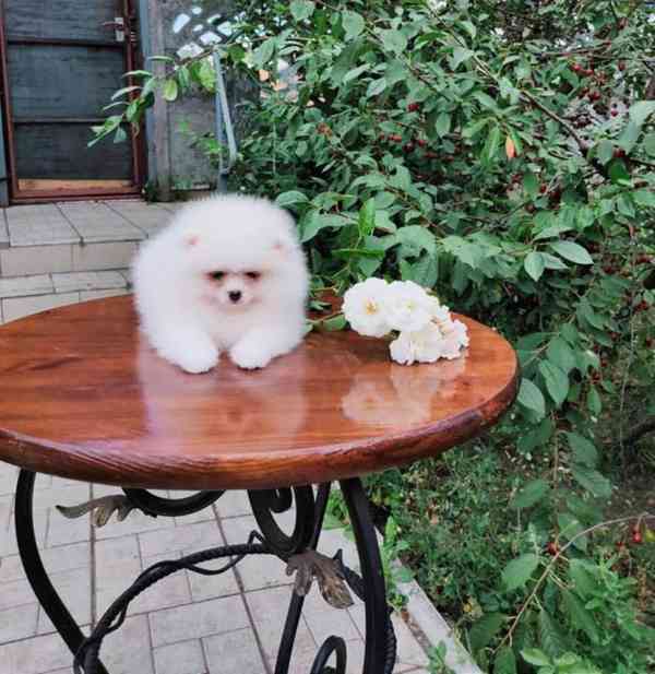 Pomeranian mini velikost s PP FCI