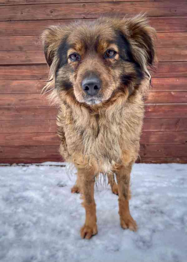 IZZY - 10 kg, fenečka 1 rok  - foto 2