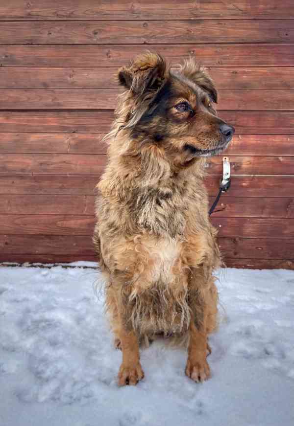 IZZY - 10 kg, fenečka 1 rok  - foto 3