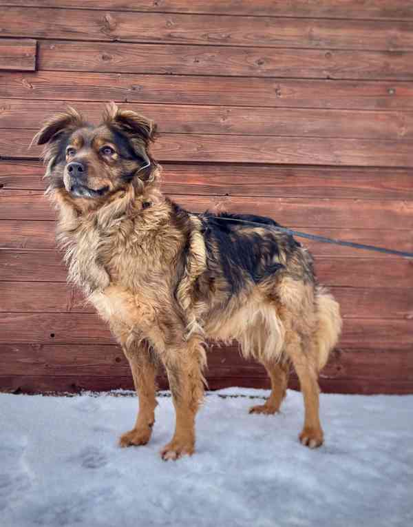 IZZY - 10 kg, fenečka 1 rok  - foto 4