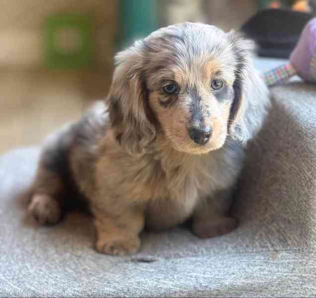 Štěňata jezevčíka k adopci.  - foto 1