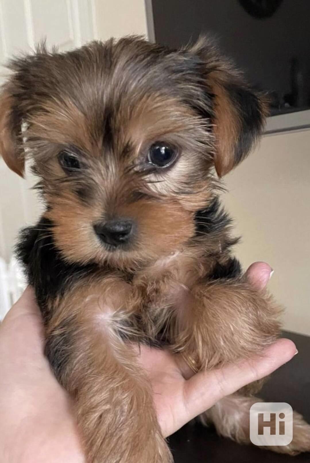 Štěňata super jorkšírského teriéra - foto 1