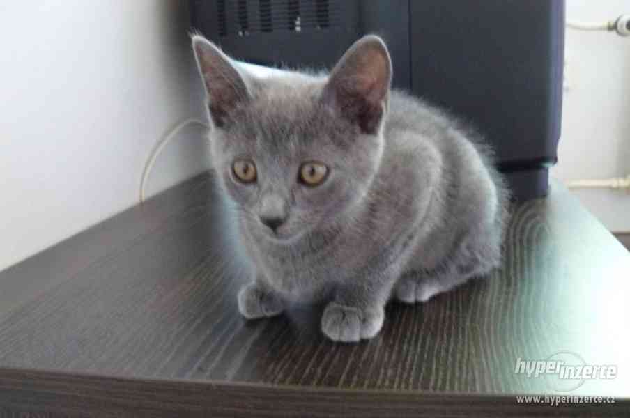 Kartouzská koťata Chartreux - foto 2